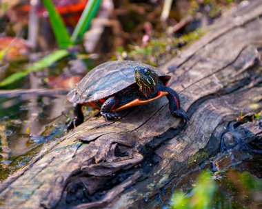 Bataklık bitkisiyle göldeki yosun kütüğünün üzerinde dinlenen boyalı kaplumbağa, çevresindeki kaplumbağa kabuğu, başı, pençeleri ve yaşam alanlarını gösteriyor. Kaplumbağa Resmi.