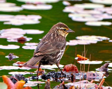 Kırmızı kanatlı Blackbird, su nilüferlerinin üzerinde duran ve çevresini çevreleyen doğal ortamının tadını çıkaran, yakın plan yavru karatavuğu..