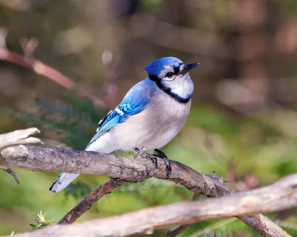 Blue Jay Close Side View Perched Branch Forest Blur Background — Stock Photo, Image