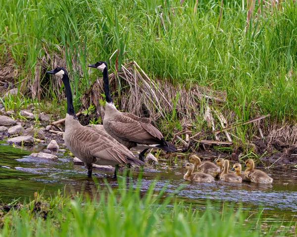 周囲の環境や生息地で近くの景色を眺めながら川で泳いだり 赤ちゃんの鳥を保護したりしているカナダのガチョウ 鳥肌が立つ 肖像画 — ストック写真