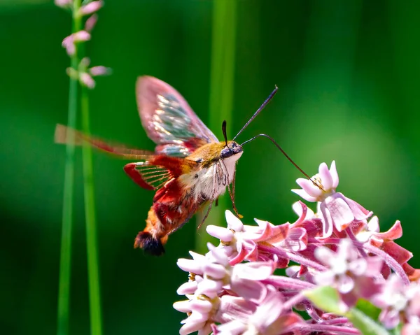 Hummingbird Clear wing Moth fluttering over a milkweed plant and drinking nectar with a blur background in its environment and habitat surrounding.