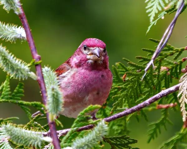 Purple Finch Samec Zblízka Pohled Posazený Cedrové Větvi Stromu Okolním — Stock fotografie