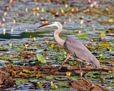 Mavi balıkçıl, su nilüferleriyle suda yürüyor ve çevresi ve çevresi bulanık olan yiyecek arıyor. Büyük Mavi Balıkçıl Filmi.