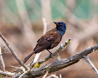 Genel Grackle yakın çekim yan görünümü bulanık arkaplanlı yosun dalına tünemiş tüyleri çevresi ve çevresindeki habitatları göstermektedir. Grackle Filmi. Portre.