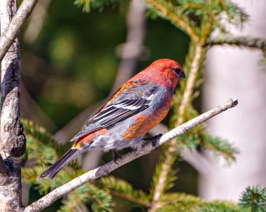 Pine Grosgaga erkeği, çevresindeki bulanık orman arka planına sahip bir dalın üzerine tünemiş ve kırmızı renk tüyü sergiliyor. Grosgaga Portresi.