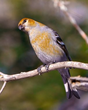 Pine Grosgaga dişisi, çevresindeki renkli bir arka plana ve pas rengi tüy tüylerini çevreleyen ve sergileyen bir dala tünemiş. Grosgaga Portresi.