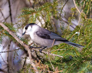 Gri Jay yan görüntüsü kozalaklı ağaç dalına tünemiş gri renkleri, kuyrukları, kanatları, ayakları, ayakları ve çevresindeki bir orman arka planına sahip gözleri gösteriyordu. Kanada Jay.