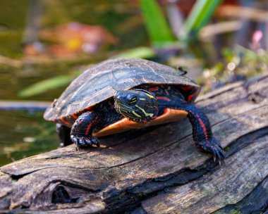 Bataklık bitkisiyle göldeki yosun kütüğünün üzerinde dinlenen boyalı kaplumbağa, çevresindeki kaplumbağa kabuğu, başı, pençeleri ve yaşam alanlarını gösteriyor. Kaplumbağa Resmi.