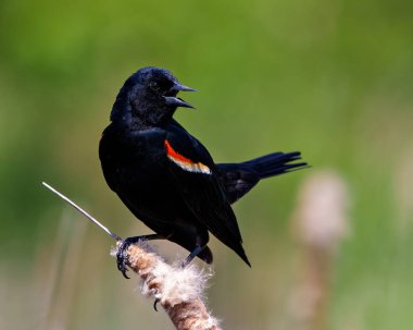 Kırmızı kanatlı Blackbird erkek, çevre ve yaşam alanı çevreleyen yeşil arka planlı bir kanat bitkisinin üzerine tünemiş..