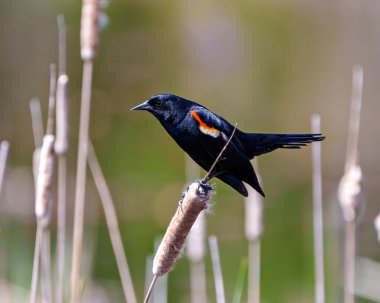 Kırmızı kanatlı karatavuk erkek, yakın çekim yan görüntüsü, çevresindeki bulanık arka plan ve yaşam ortamı ile bir yayın kuyruğu bitkisine tünemiş.