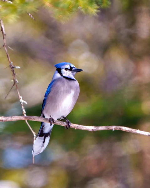 Blue Jay close-up front view perched on a branch with a blur soft background in the forest environment and habitat surrounding displaying blue feather plumage wings. Jay Picture. Portrait.