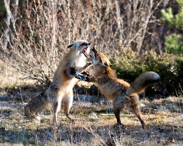 狐狸小跑 与环境和栖息地中的冲突行为相互作用 春季季节的森林背景模糊不清 福克斯形象 肖像画 — 图库照片