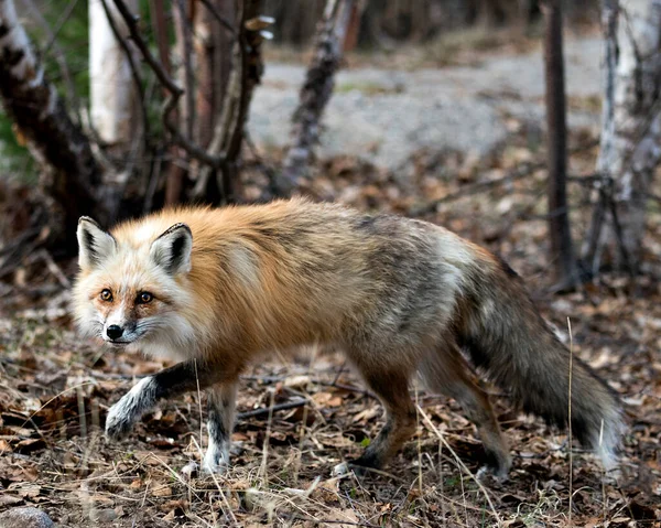 Červená Unikátní Fox Close Profil Boční Pohled Jarním Období Svém — Stock fotografie
