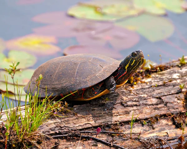 Painted turtle resting on a moss log in the pond with lily water pad and displaying its turtle shell, head, paws in its environment and habitat surrounding. Turtle Picture.
