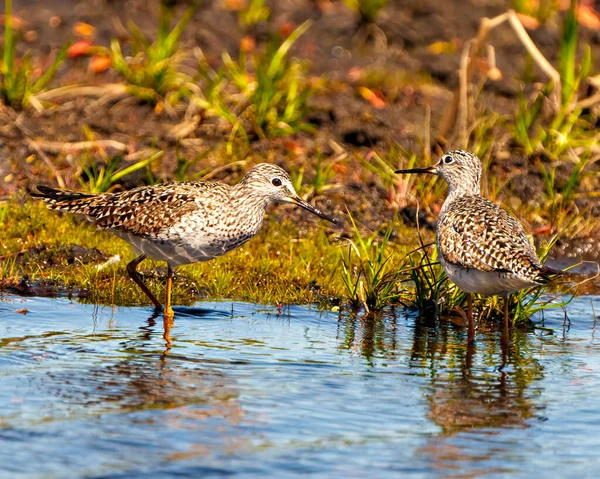Common Sandpiper Birds Close Standing Water Foraging Food Marsh Environment — Stock Photo, Image