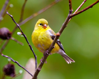 Goldfinch female perched on a branch with spring bud and a green background in its environment and habitat surrounding displaying yellow plumage feather. American Goldfinch.  clipart