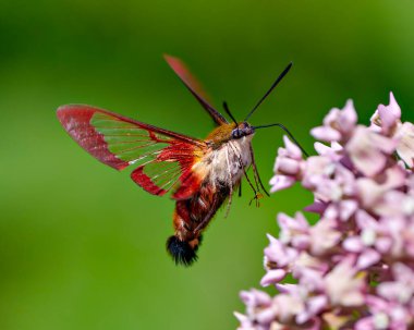 Sinek Kuşu Temiz Kanat Güvesi bir yosun bitkisinin üzerinde çırpınıyor ve çevresini çevreleyen yeşil bir arka planı ve yaşam alanı olan nektarı içiyor..