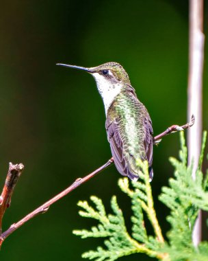 Sinekkuşu, bir dalın üzerine tünemiş güzel metalik yeşil tüyleri, uzun gagası, çevresindeki yeşil arka planı ve çevresindeki yaşam alanını gösteren yakın plan dikiz kuşudur..