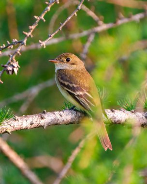 Willow Flycatcher çevresindeki yeşil arka plan ve yaşam alanına sahip bir dala tünemiş yakın çekim yan görüntüsü.