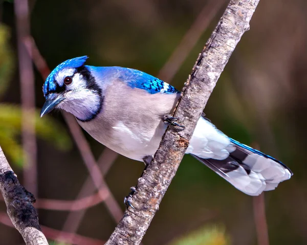 Blue Jay Close Front View Perched Tree Branch Forest Blur — Stock Photo, Image