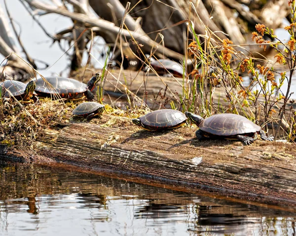 Group of painted turtle standing on a moss log with a stump and water background in their environment and habitat surrounding. Turtle Picture. Scenery Landscape.