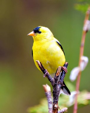 Saka kuşu erkek, bir dal parçasına tünemiş. Çevresinde renkli bir arka plan ve çevresi var. Amerikan ispinozunun açık gagası.