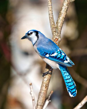 Mavi Jay yakın plan profil dikiz görüntüsü mavi renkli tüy tüyünü ve kuyruğunu çevresindeki bulanık orman arka planında ve doğal ortamında sergiliyor. Jay Portresi.