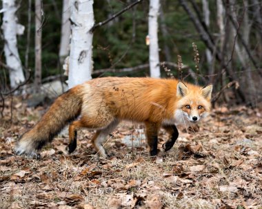 Red Fox 'un yakın plan profil görüntüsü bahar mevsiminde arka planda ve doğal ortamında bulanık huş ağaçları olan kameraya bakıyor. Fox Image 'da. Görüntü. Portre.