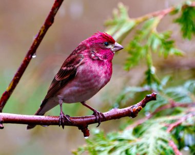Finch erkek, yakın plan profil görüntüsü, kırmızı renk tüylerini gösteren bir dala tünemiş, çevresi ve çevresi renkli. Mor Finch