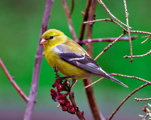 Goldfinch Fêmea Empoleirado Chifre Red Stag Sumac Plant Fundo Verde — Fotografia de Stock