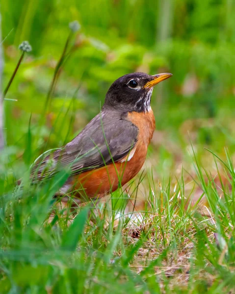 American Robin Head Close Side View Standing Marsh Grass Ground — Stock Photo, Image