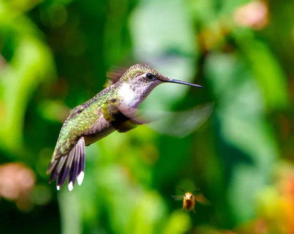 Hummingbird close-up view flying with open wings with a bee flying under and displaying beautiful metallic green colour feather plumage, long beak, eye with a green background in its environment and habitat surrounding.