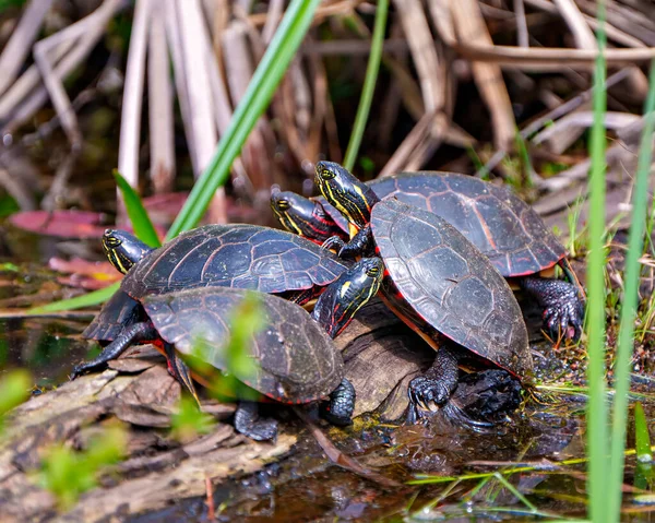 Group of painted turtle standing on a moss log with marsh vegetation in their environment and habitat surrounding.