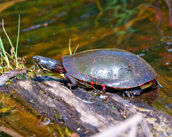 Painted turtle resting on a moss log in the pond with marsh vegetation and displaying its turtle shell, head, paws in its environment and habitat surrounding. Turtle Picture.