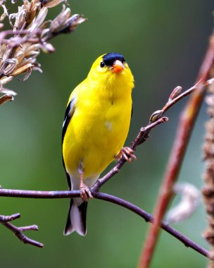 Saka kuşu erkek, çevresi ve yaşam alanı renkli bir dala tünemiş. Amerikan Goldfinch.Finch Filmi.
