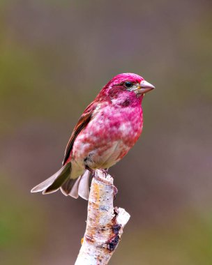 Finch erkeği, bir huş ağacının dalına tünemiş, çevresindeki yaşam alanı ve çevresindeki renkli arka plan ile kırmızı renk tüylerini gösteriyor. Mor Finch