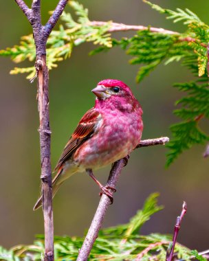 Finch erkek yakın plan, kırmızı renk tüylerini gösteren bir dala tünemiş, çevresi ve çevresi renkli. Mor Finch