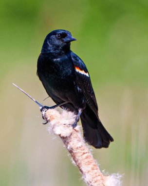 Kırmızı kanatlı Blackbird erkek, yakın çekim yan görüntüsü, çevresine yeşil arka plan ve çevresi ile bir kedi kuyruğu üzerine tünemiş.