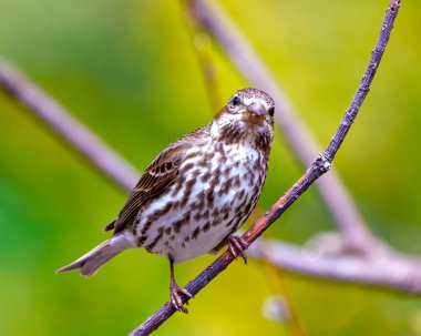 Gül göğüslü Grosgaga dişisi, çevresi ve çevresi bulanık yeşil arka planı olan bir dalın üzerine tünemiş. Kardinal Ailesi. Grosgaga Resmi