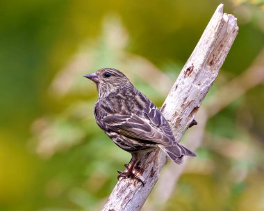 Serçe, çevresindeki çevre ve yaşam ortamında renkli bir arka plana sahip bir dala tünemiş yan görüntüyü kapatır..