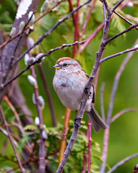 Amerikan Ağaç Serçesi, çevre ve yaşam alanı içinde bir orman arka planına sahip bir ağaç tomurcuğu dalına tünemişti. Serçe Resmi.