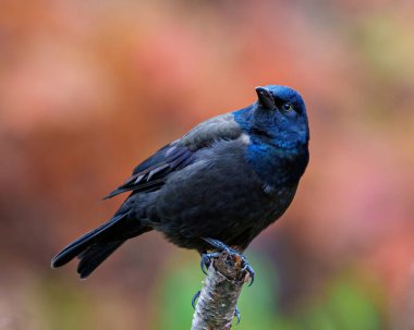 Çevresinde sonbahar turuncusu arka planı ve yaşam alanı olan bir dala tünemiş Grackle yakın çekim yan görüntüsü. Grackle Portresi. Resim.