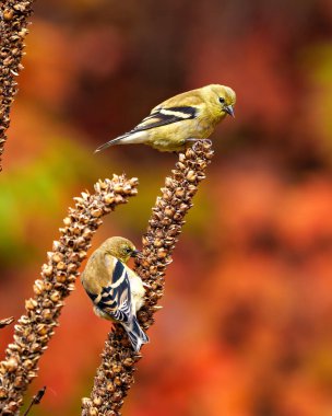 Finch 'in yakın plan görüntüsü, çevrelerinde sonbahar turuncu arka planına sahip kurumuş bir mullein sap bitine tünemişti. İki kuş..