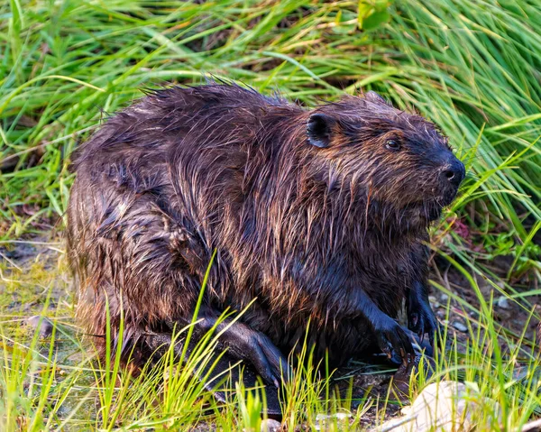 Beaver close-up side view grooming its wet fur and displaying, tail, paws in its environment and habitat surrounding with a grass background.