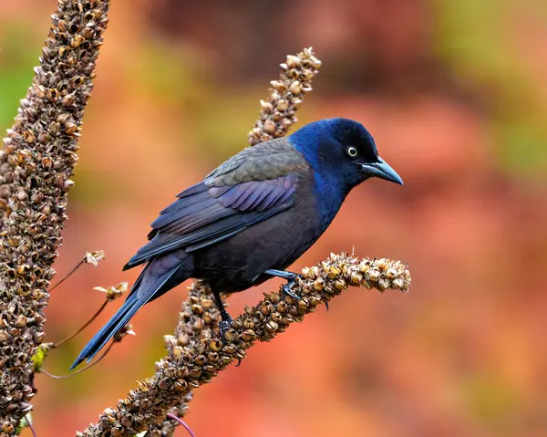 Kurumuş mullein saplarına tüneyen Grackle 'ın çevresindeki sonbahar turuncu arka planı ve yaşam alanı ile ortak yakın plan görüntüsü. Grackle Portresi. Resim.