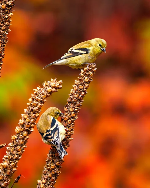Finch 'in yakın plan görüntüsü, çevrelerinde sonbahar turuncu arka planına sahip kurumuş bir mullein sap bitine tünemişti. İki kuş..