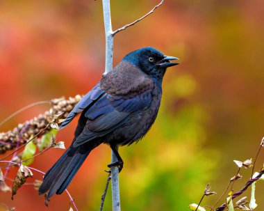 Grackle 'ın çevresindeki sonbahar turuncu arka plan ve açık gagayla çevrelenmiş doğal yaşam alanı ile birlikte dalına tünemiş ortak yakın çekim kenar görüntüsü. Grackle Portresi. Resim.