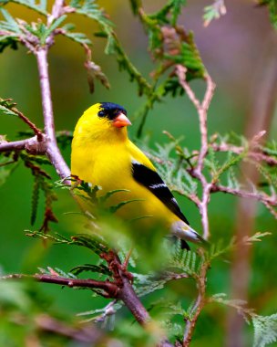 Saka kuşu erkek, çevresi ve çevresi bulanık bir orman arka planına sahip bir sedir dalına tünemiş. Amerikan Saka kuşu.