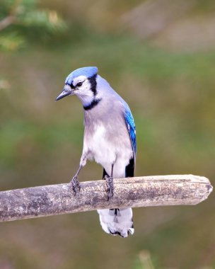 Mavi Jay, çevresindeki renklerle dolu bir arka plana ve mavi tüy tüylerini gösteren doğal yaşam alanına sahip bir ağaç dalına tünemiş. Jay Resim.