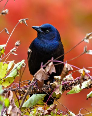 Çevresinde sonbahar turuncusu arka planı ve yaşam alanı olan bir dala tünemiş Grackle yakın çekim yan görüntüsü. Grackle Portresi. Resim.